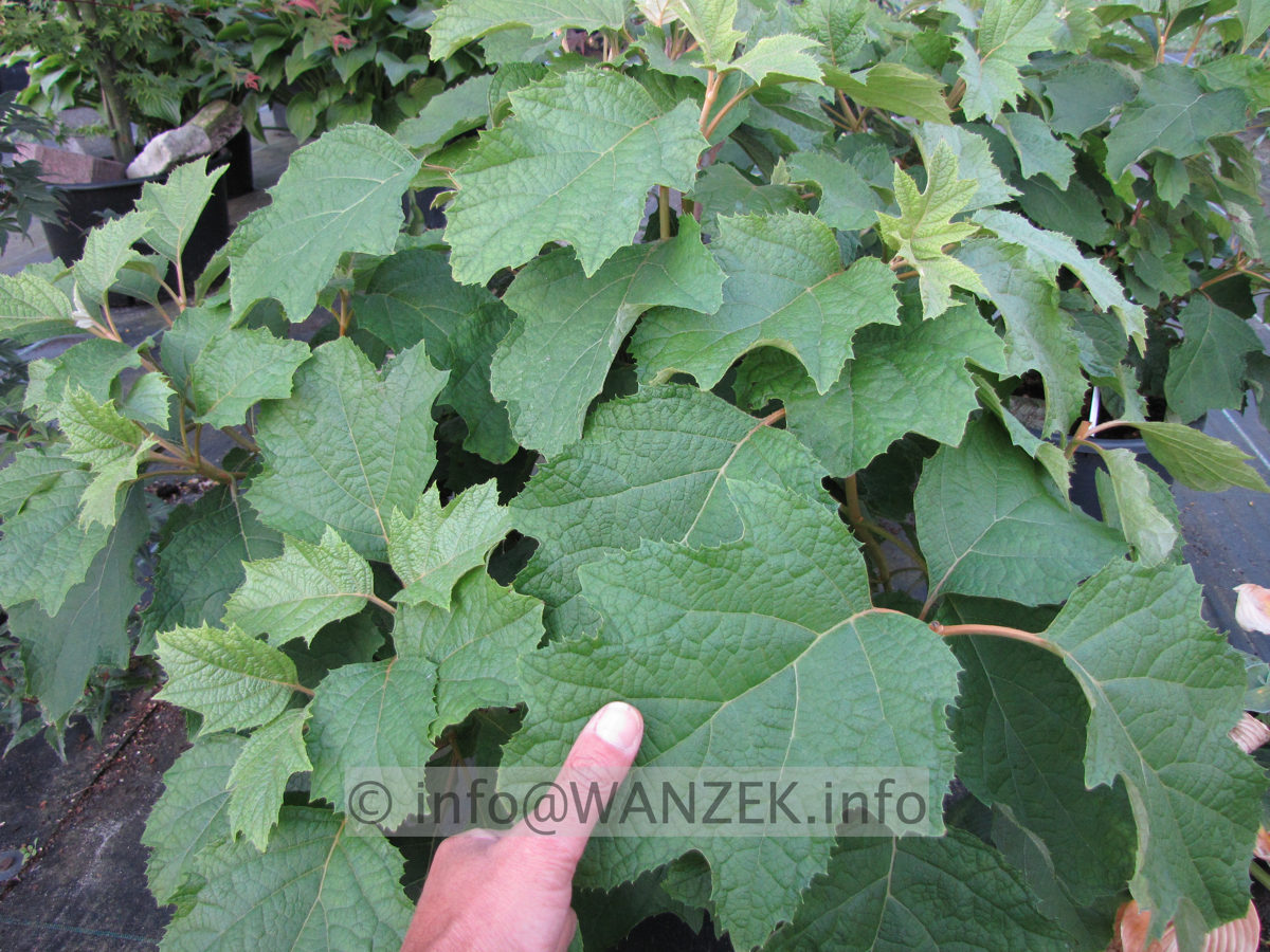 Hydrangea quercifolia 01.JPG